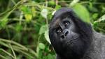 Victory conservationists rare Mountain gorilla