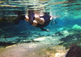 Afbeeldingsresultaat voor bonito brazil