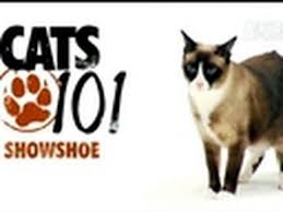 Résultat de recherche d'images pour "snowshoe cat"