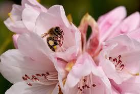 Resultado de imagem para abelha na flor e borboleta