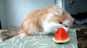 Image result for cat