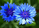 Cornflower
