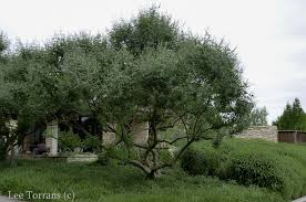 Tetradium daniellii var. hupehensis에 대한 이미지 검색결과