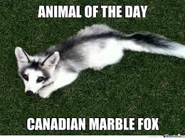 Image result for Animal Meme