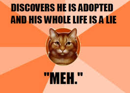 Image result for Warrior cats meme