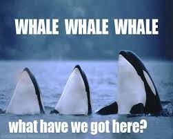 Whale Meme | Funny Pictures, Quotes, Memes, Funny Images, Funny ... via Relatably.com