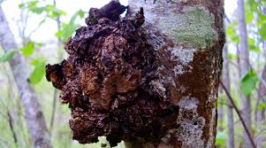 Image result for chaga mushroom images