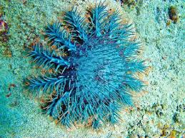 Image result for crown of thorns starfish type