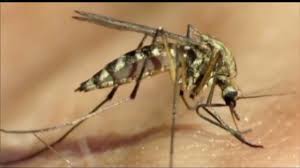 Image result for images of mosquito