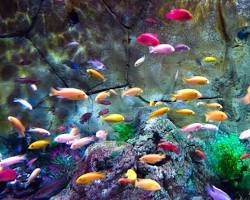 tropical fish tank with colorful fishの画像