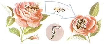 Resultado de imaxes para reproduccion de las plantas