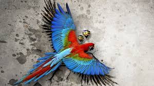 Image result for macaw parrot hd