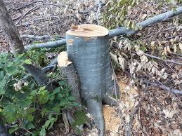 Резултат с изображение за незаконна сеч