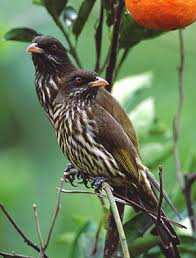 Image result for CIGUA PALMERA REPUBLICA DOMINICANA GIF ANIMADOS