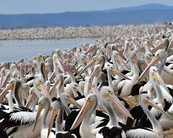 Australian pelican in a large inland lake的圖片