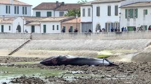baleine échouée île de ré