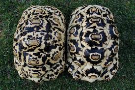 Image result for king snake