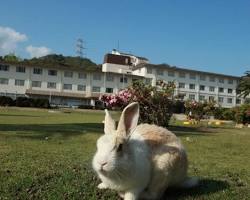 広島 大久野島の画像