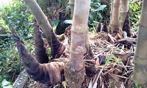 Khasiat rebung, rebung bambu, apa manfaat rebung, manfaat sayur rebung, fungsi rebung, apa manfaat sayur rebung, efek samping rebung, manfaat rebung untuk ibu hamil