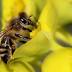 Fort Wayne Business To Give Beekeeping Lessons