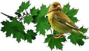 Résultat de recherche d'images pour "gifs gratuits bisous amitiés mésanges"