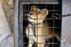 Image result for circus animal abuse