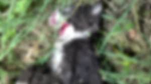 고양이