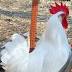 Leghorn