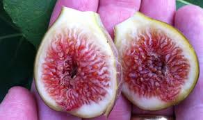 Resultado de imagem para fig wasps in florida