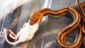 Image result for snakes eating food