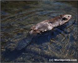 Image result for beaver rat