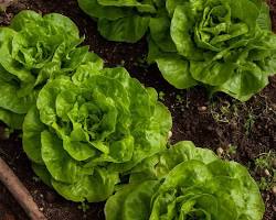 Image of Lettuce plant