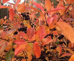 Image result for mustamarja-aronia