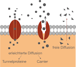 Membrantransport 