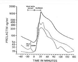 Image de Graphique illustrant l'impact de l'allaitement sur le taux de prolactine et les cycles menstruels