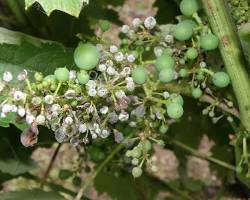 Downy mildew of grapes (Plasmopara viticola) disease on grapes