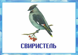 Картинки по запросу зимующие птицы картинки