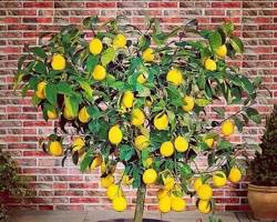 Image of درختچه‌های لیمو