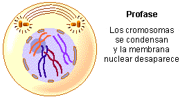 Resultado de imagen de profase