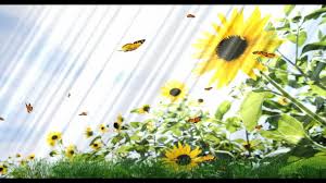 Image result for animated butterflies wallpaper