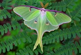 Image result for luna moth