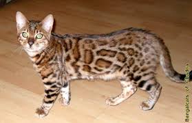Bildergebnis für braune katze