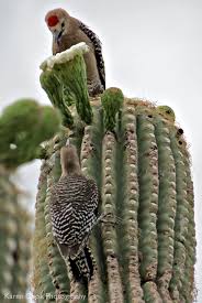Image result for saguaro cactus