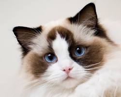 Ragdoll kedi resmi