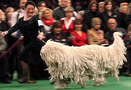 Résultat de recherche d'images pour "dog show"