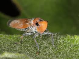 Image result for spittle bug