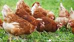 Chickens for Sale ISA Brown Chickens for Sale Prolific Brown Egg