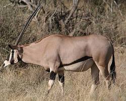 Image of Beisa Oryx Kenya