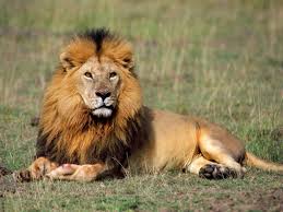 Image result for LION IMAGES