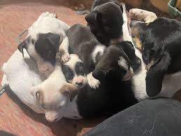 Not the best picture, but here's all six pups with their surrogate ...